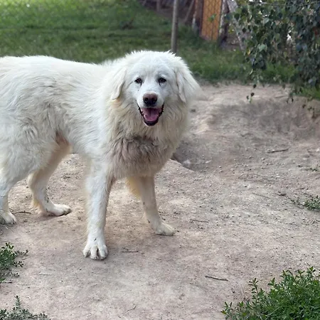 Na Wypasie * Grywald